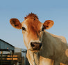 Cattle
