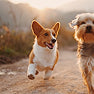 Dogs & Cats