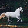 Equine