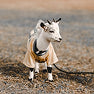 Goat