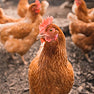 Poultry