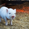 Swine