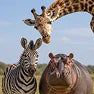 Wildlife